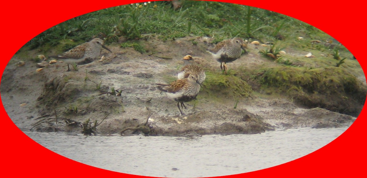 Dunlin - George Warburton