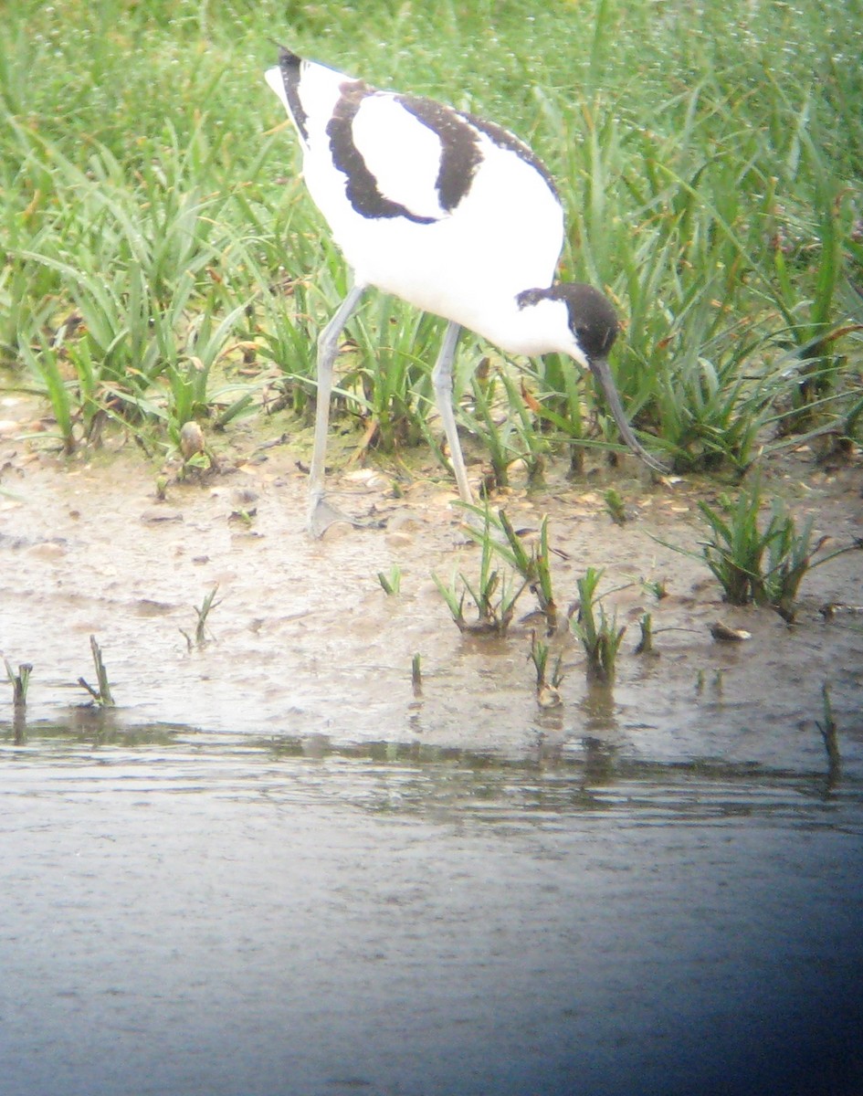 Алаг ээтэн - ML205108451