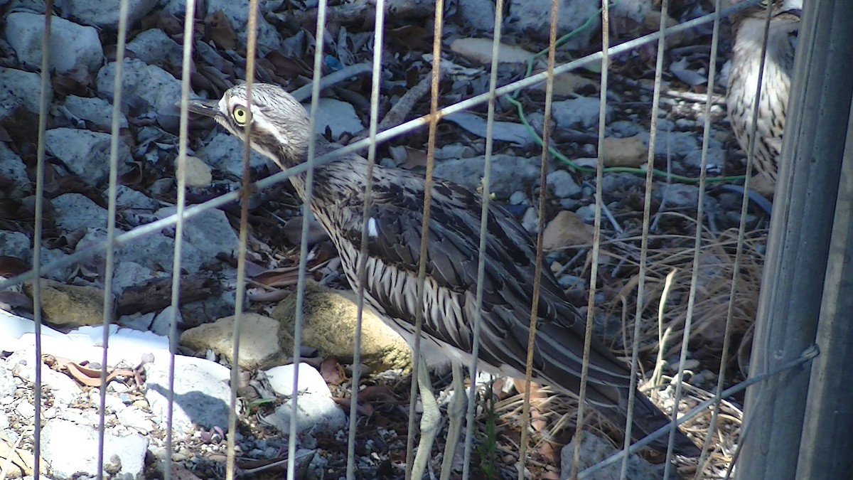 Bush Thick-knee - ML205108461
