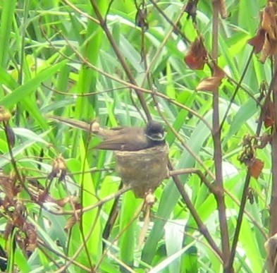 Malaysian Pied-Fantail - ML205108471