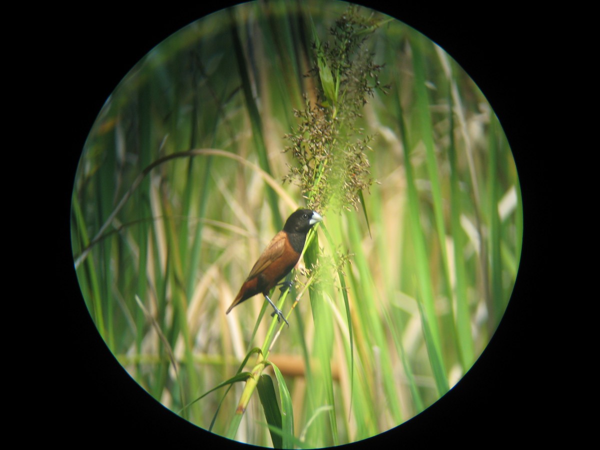 Chestnut Munia (Chestnut) - ML205108481