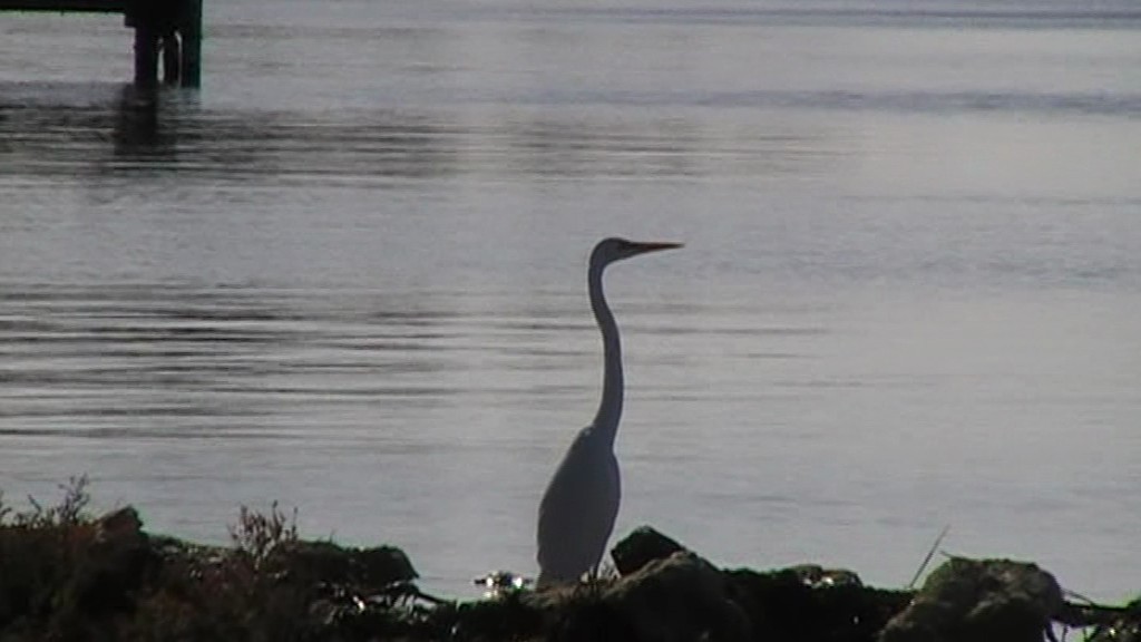 Great Egret (modesta) - George Warburton