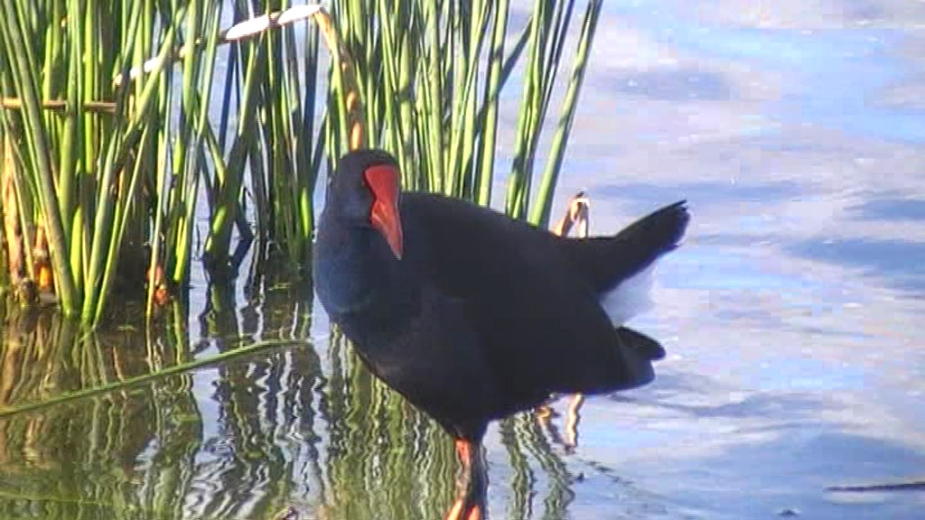 Australasian Swamphen - ML205108511