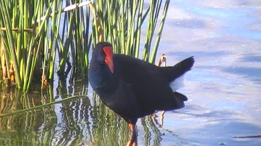 Australasian Swamphen - ML205108511