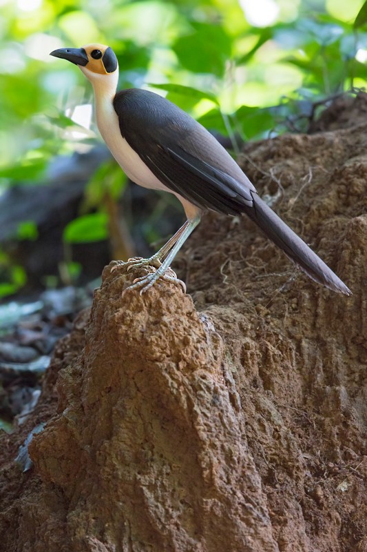 White-necked Rockfowl - ML205108541