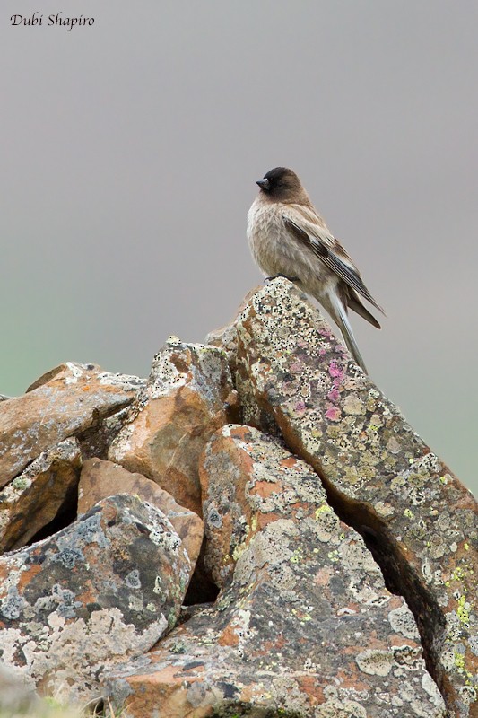 Black-headed Mountain Finch - ML205108651