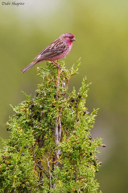 Pink-rumped Rosefinch - Dubi Shapiro