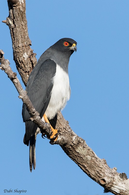 New Caledonian Goshawk - Dubi Shapiro
