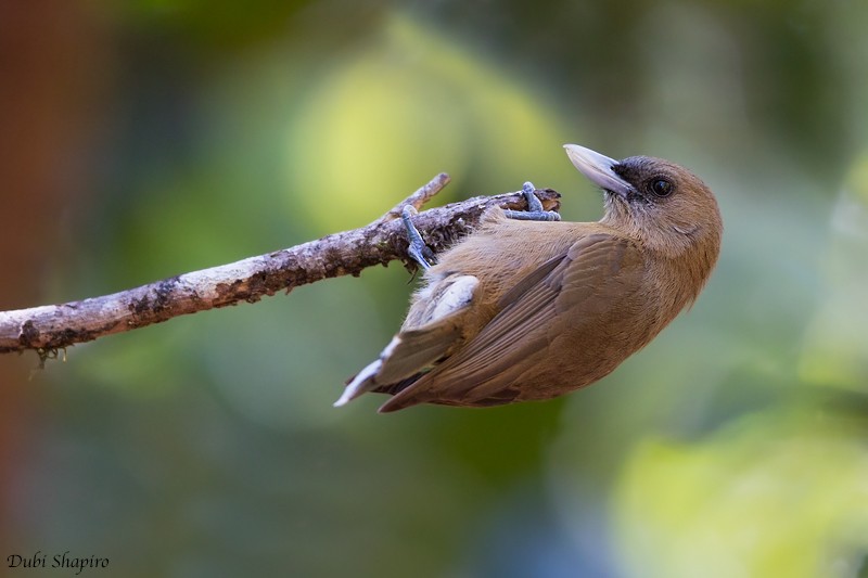 Southern Shrikebill - Dubi Shapiro