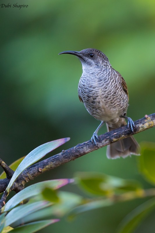 Barred Honeyeater - ML205109041