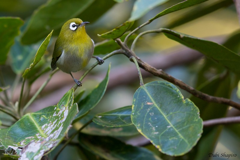 Green-backed White-eye - ML205109141