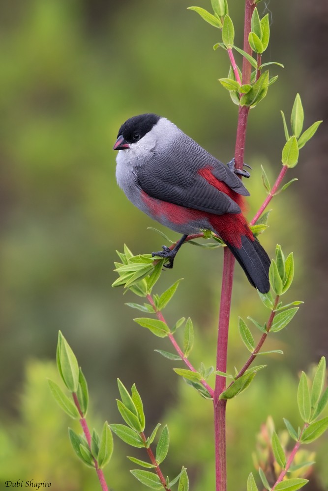 Black-crowned Waxbill - ML205109151