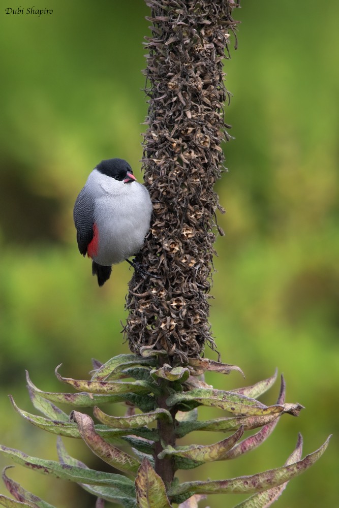 Black-crowned Waxbill - ML205109171