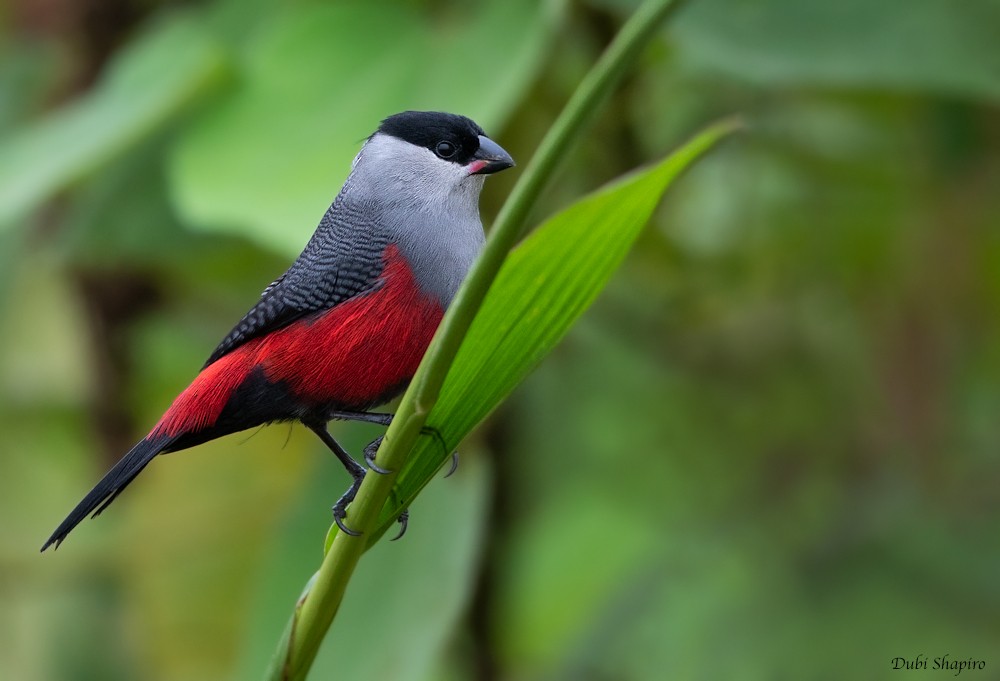 Black-headed Waxbill - Dubi Shapiro