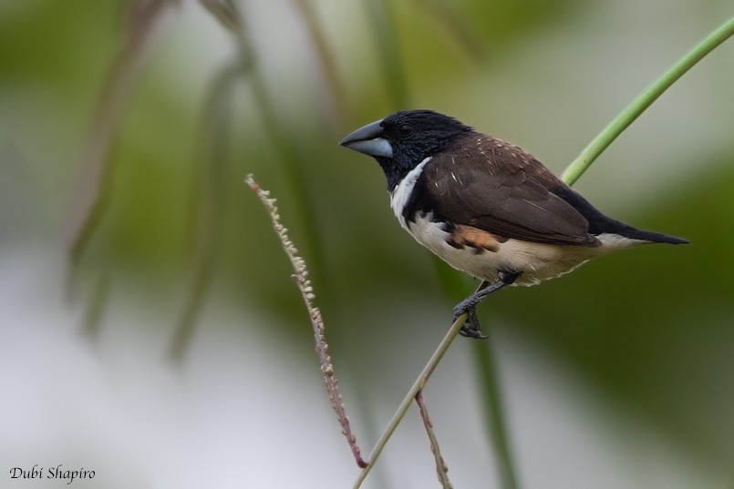 Magpie Mannikin - Dubi Shapiro