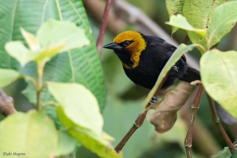 Black-billed Weaver (Western) - ML205109241