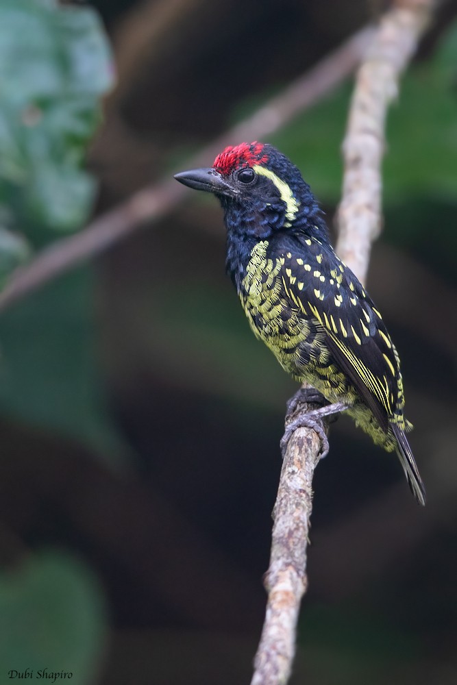 Yellow-spotted Barbet - ML205109271