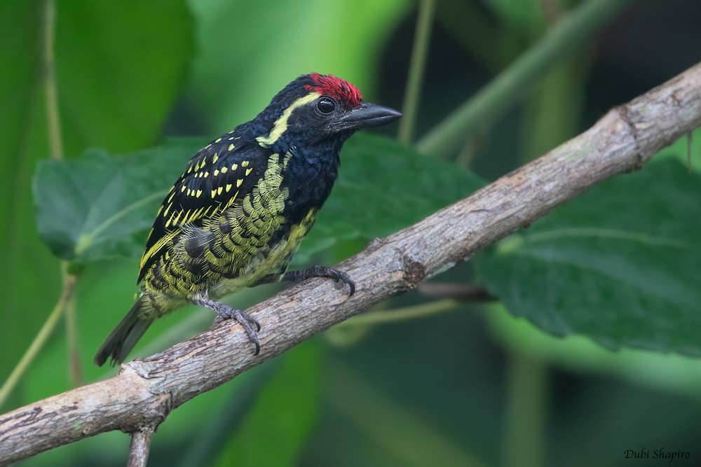 Yellow-spotted Barbet - ML205109281