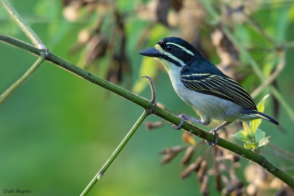 Yellow-throated Tinkerbird - ML205109301