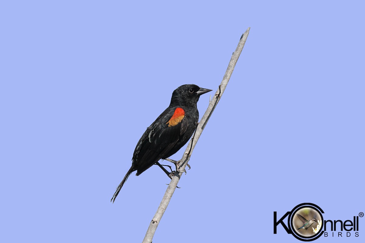 Red-shouldered Blackbird - Arturo Kirkconnell Jr