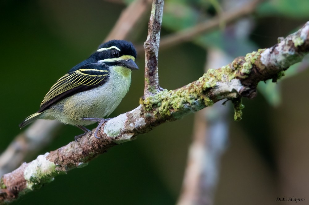 Maskeli Cüce Barbet - ML205109321