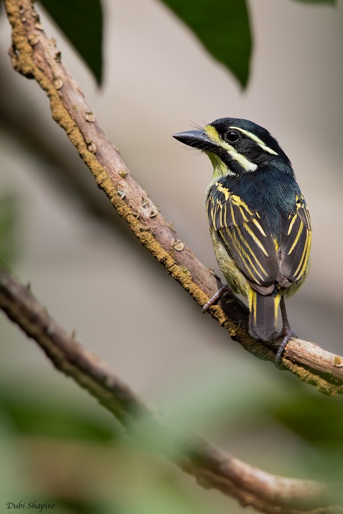 Maskeli Cüce Barbet - ML205109331