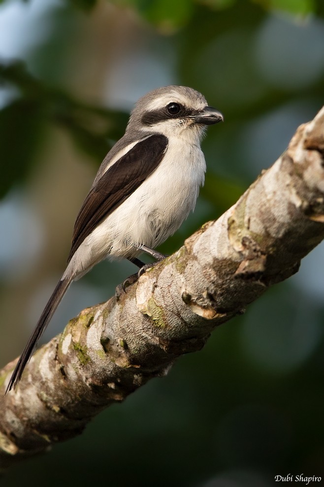 Mackinnon's Shrike - ML205109351