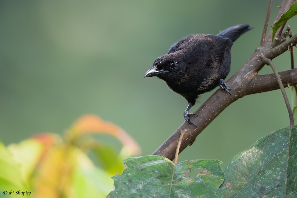 Lowland Sooty Boubou - ML205109361