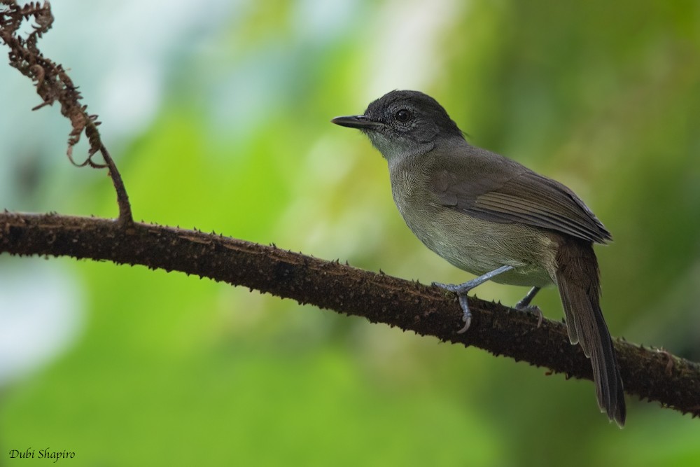 Cameroon Olive-Greenbul - ML205109421