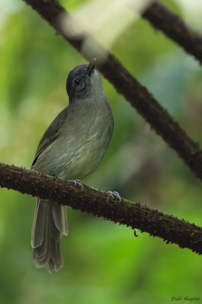 Cameroon Olive-Greenbul - Dubi Shapiro