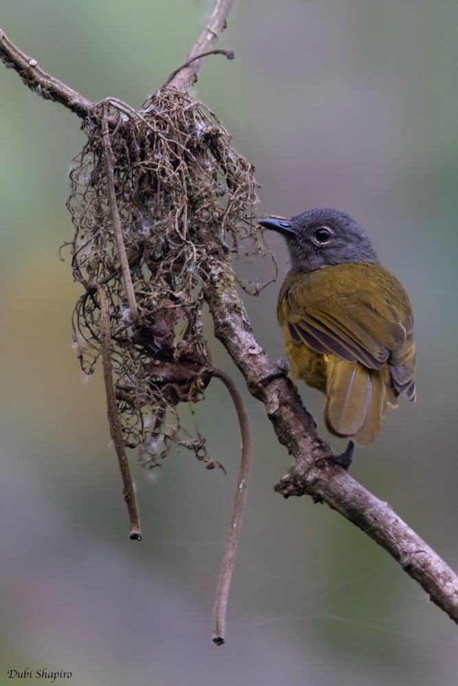 Western Mountain Greenbul - ML205109441