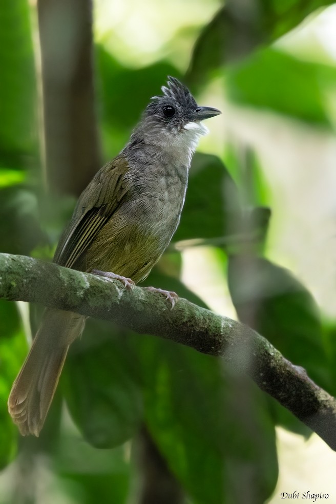 Bulbul à dos vert - ML205109461