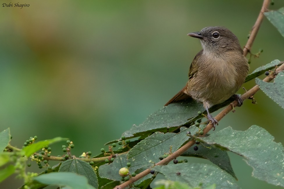 Gray Greenbul - ML205109481