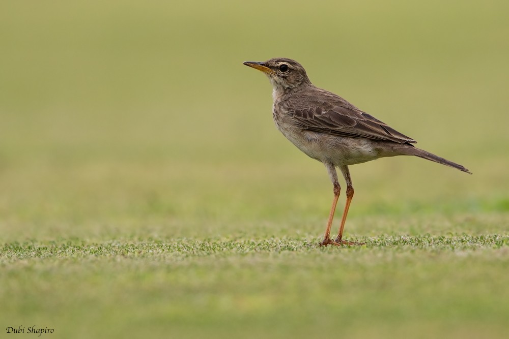 Long-legged Pipit - ML205109511