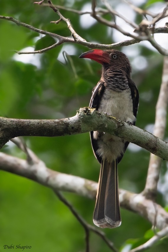 Red-billed Dwarf Hornbill - ML205109591