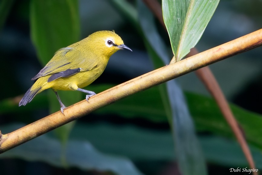 Forest White-eye - ML205109621