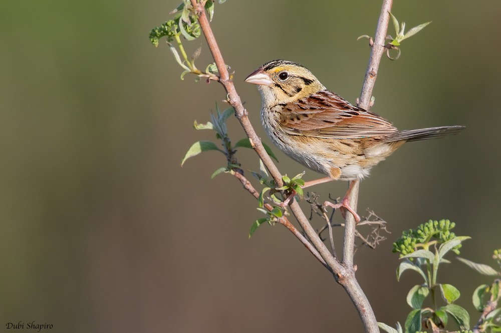 Henslow's Sparrow - ML205109661