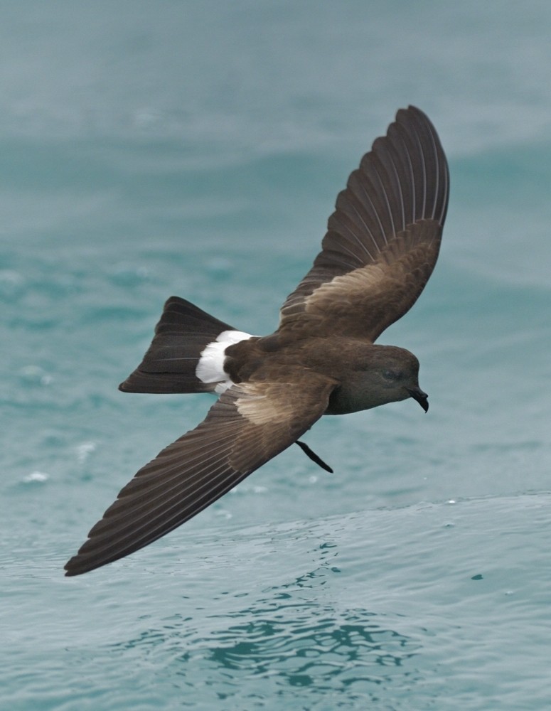 Elliot's Storm-Petrel - ML205109801