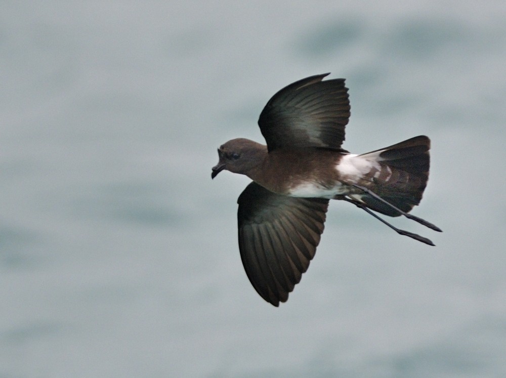 Elliot's Storm-Petrel - ML205109811