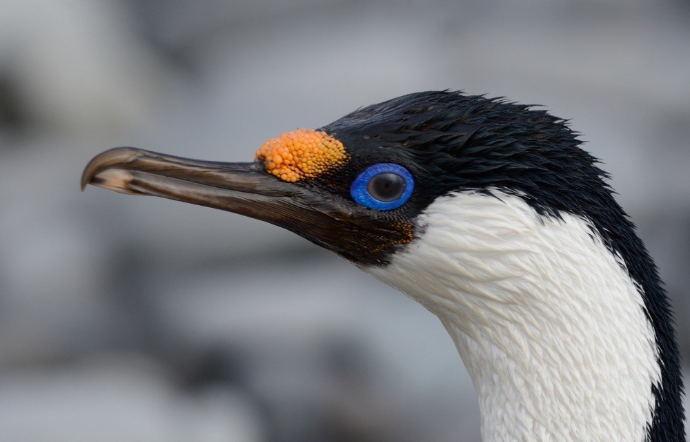 Cormorán de Heard - ML205109971