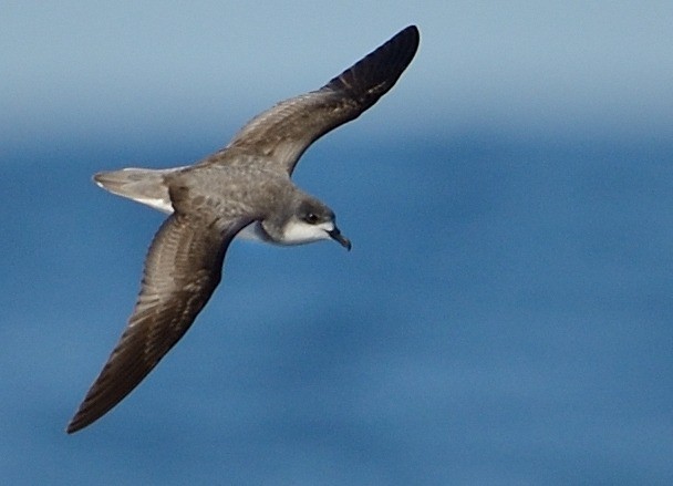 Pycroft's Petrel - Kirk  Zufelt