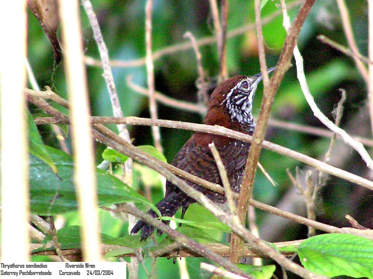 Riverside Wren - ML205110211