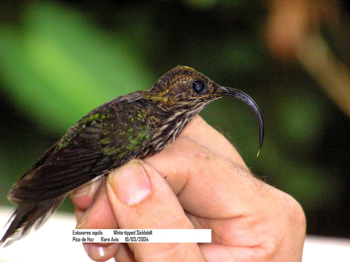 White-tipped Sicklebill - ML205110291