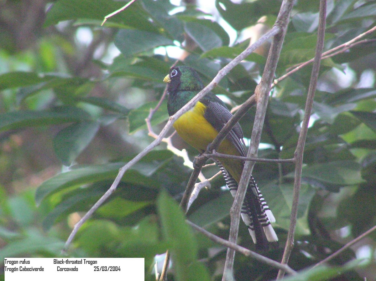 Northern Black-throated Trogon - ML205110661