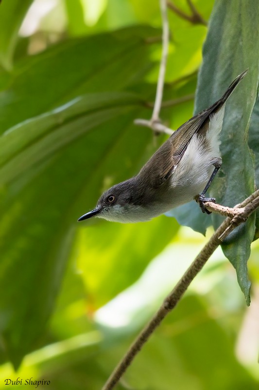 Plain Gerygone - Dubi Shapiro