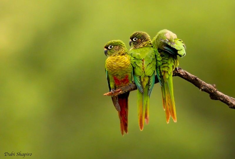 Maroon-bellied Parakeet - Dubi Shapiro