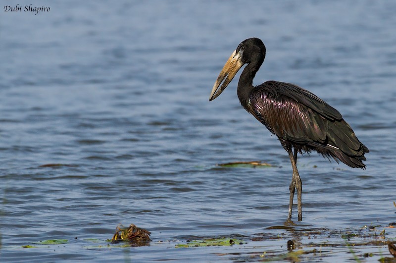 African Openbill - ML205110971