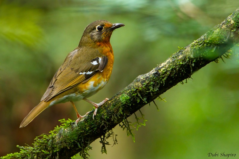 Orange Ground-Thrush - ML205111071