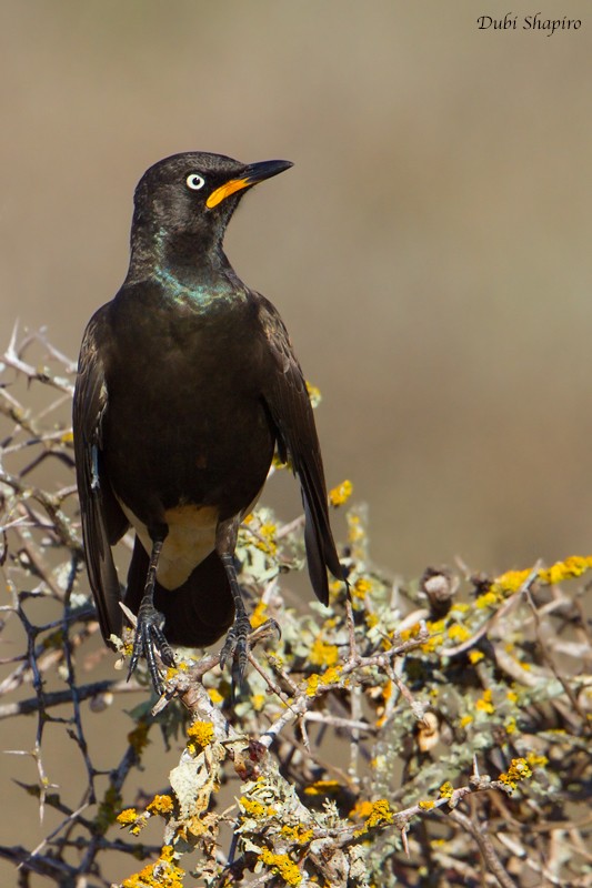 African Pied Starling - Dubi Shapiro