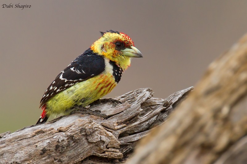 Crested Barbet - ML205111181